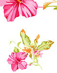 花纹
