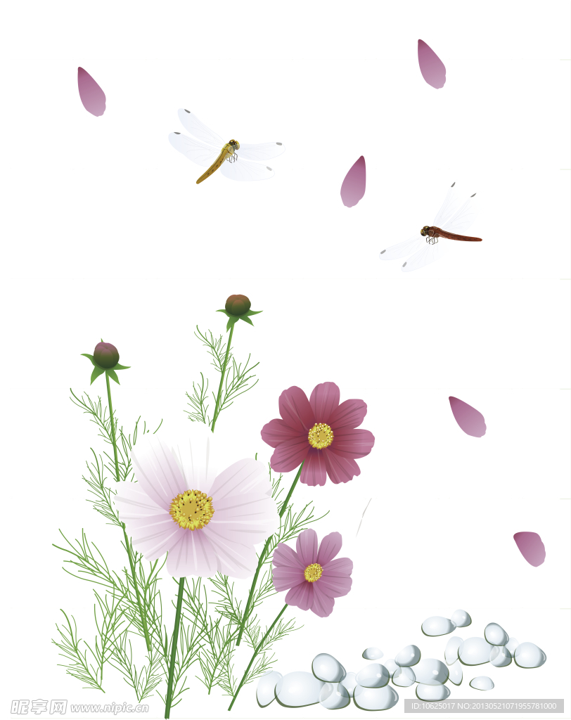 红花 蜻蜓