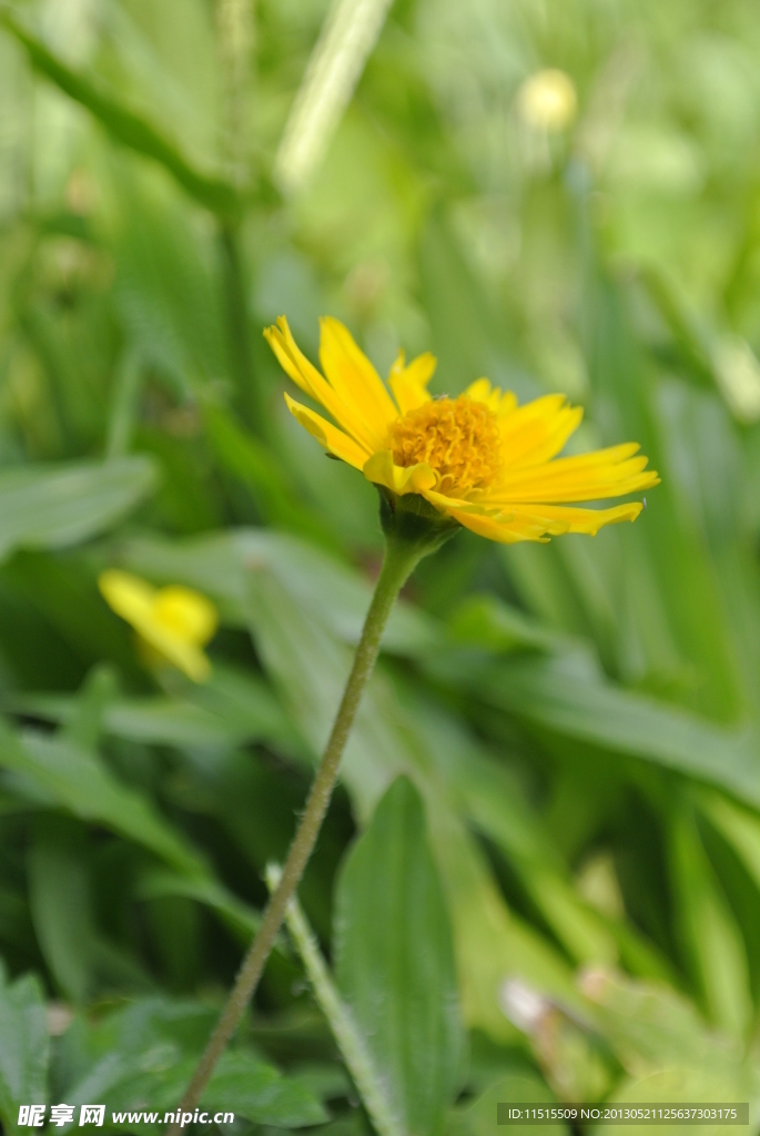 小黄花