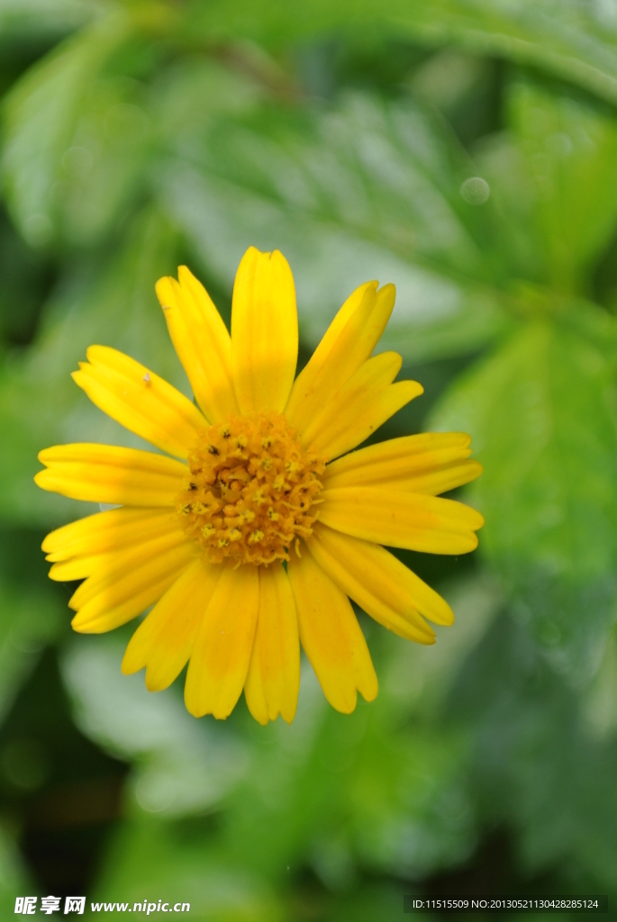 小野菊