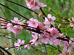 校园榆叶梅花