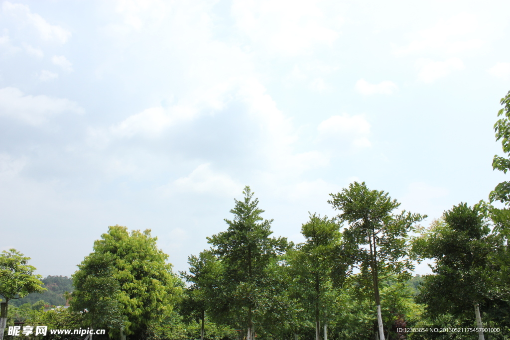 天空 树林