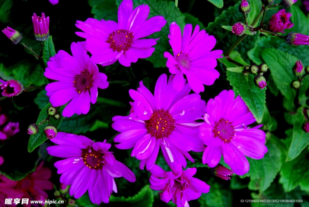 鲜花