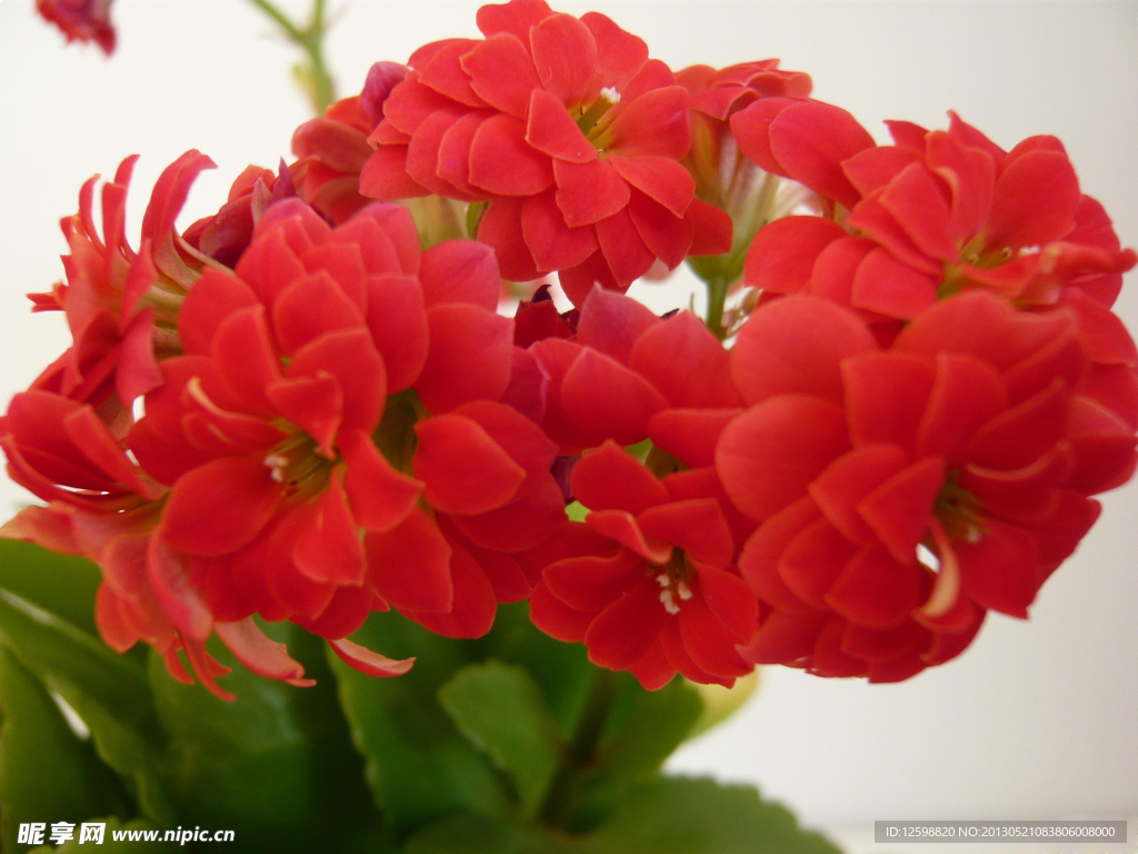鲜花