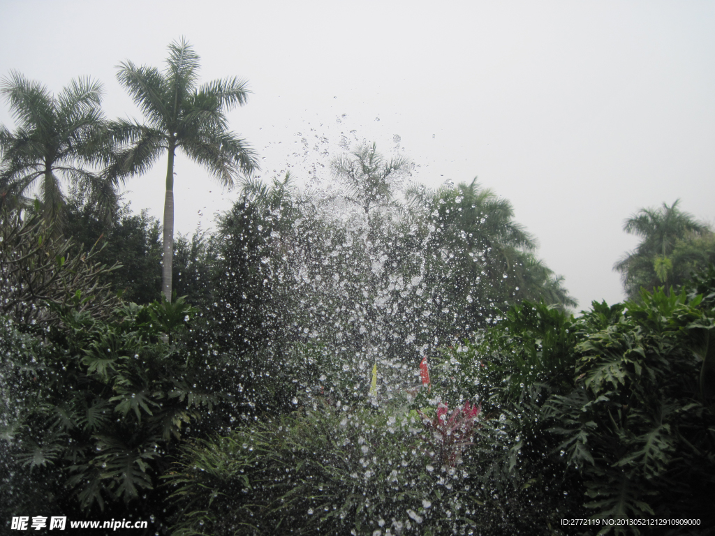 水花小树