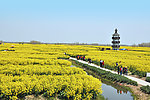 油菜花 菜花 兴化