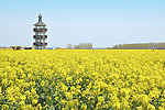 油菜花 菜花 兴化