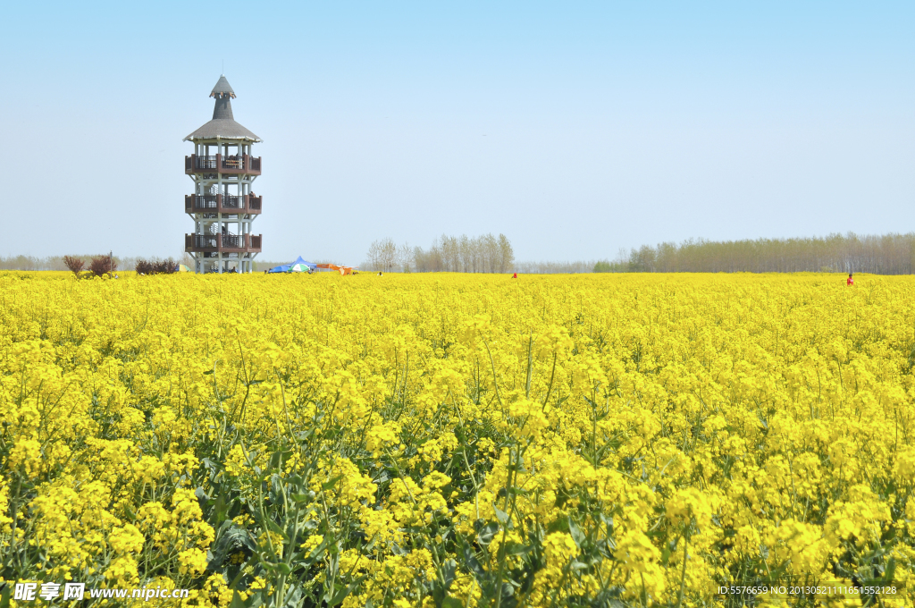 油菜花 菜花 兴化