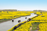油菜花 菜花 兴化