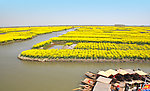 油菜花 菜花 兴化