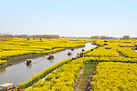 油菜花 菜花 兴化