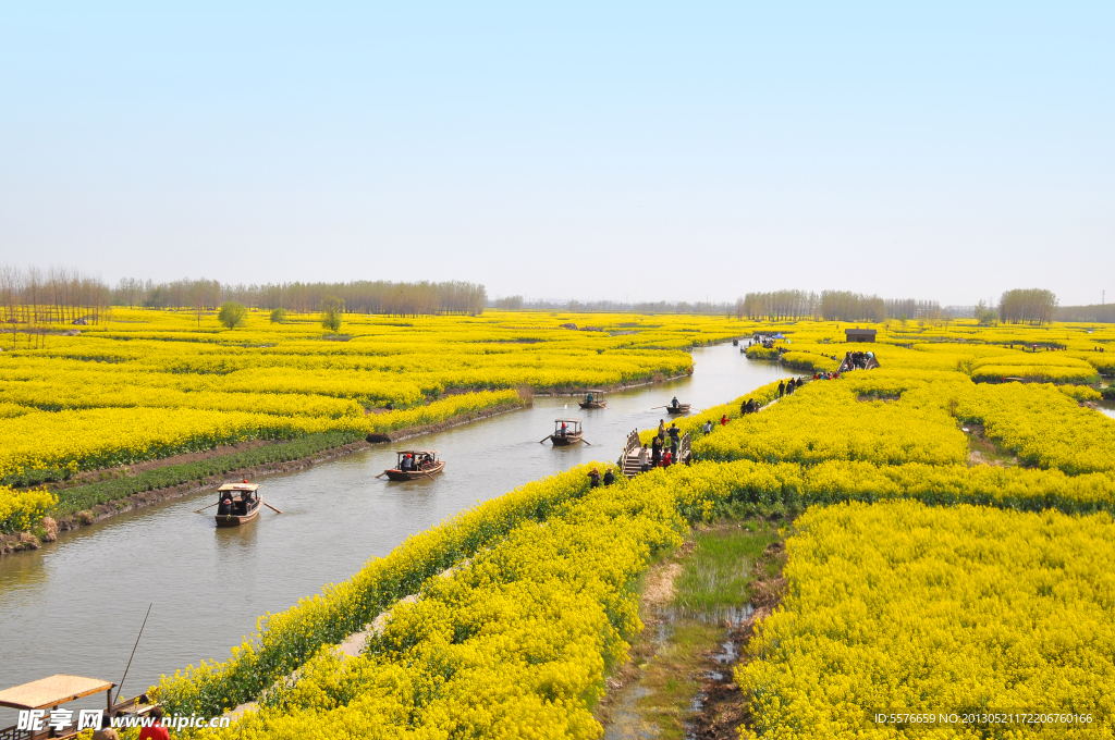 油菜花 菜花 兴化