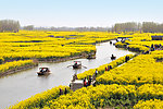 油菜花 菜花 兴化
