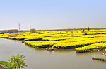 撑船 油菜花