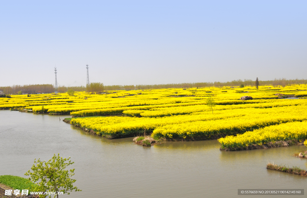 撑船 油菜花