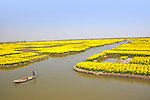 撑船 油菜花 河流