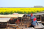 兴华油菜花 撑船