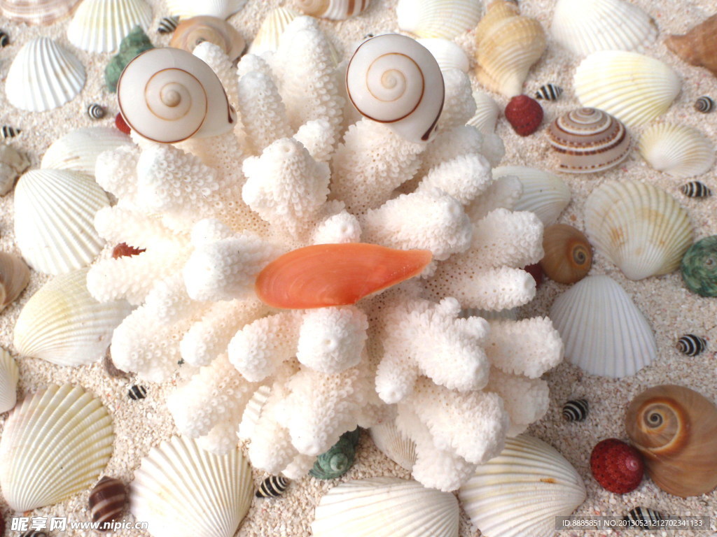 贝壳 海螺 珊瑚