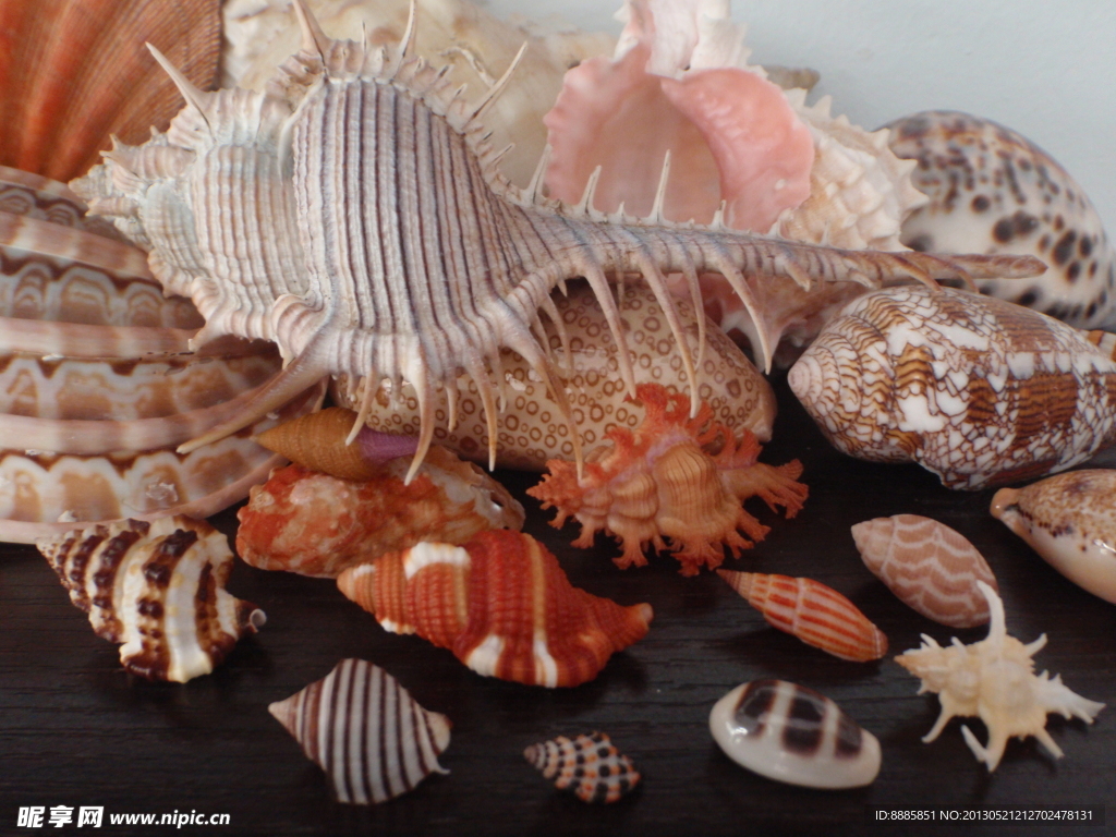 贝壳 海螺 艳丽