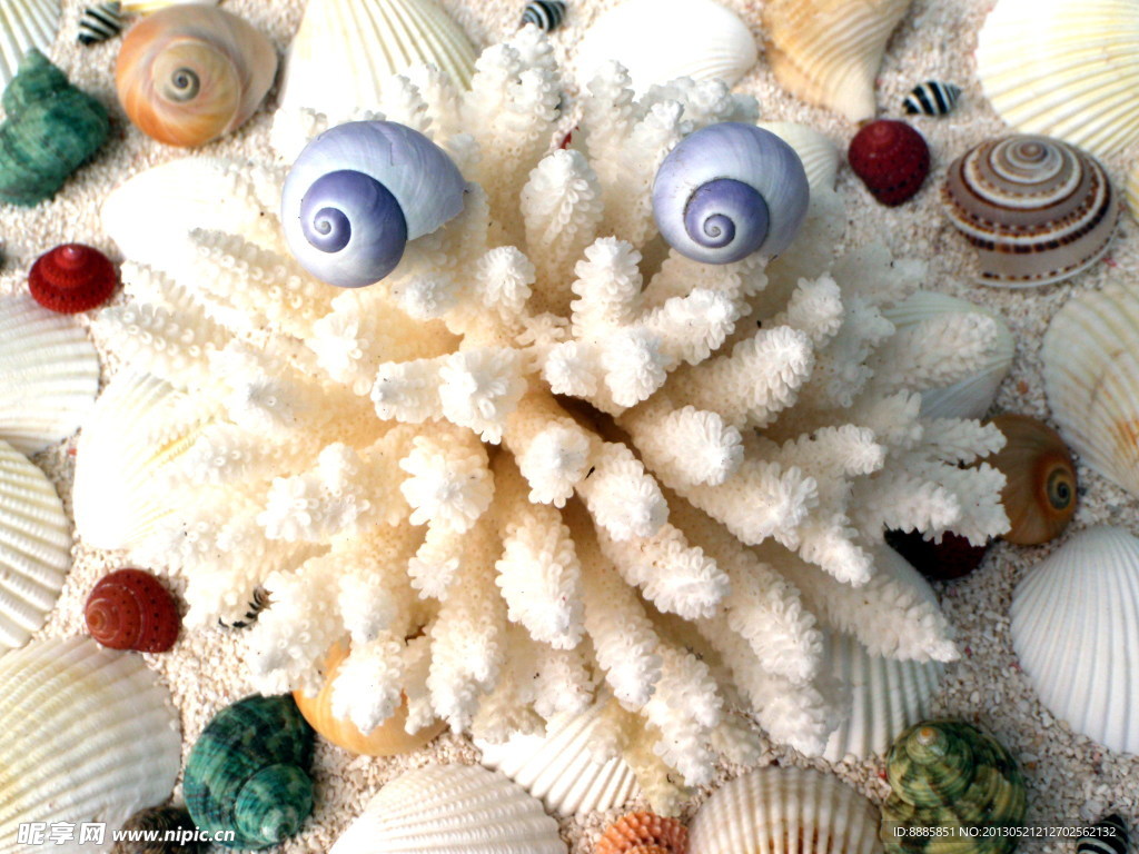 贝壳 海螺 珊瑚