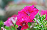 牵牛花
