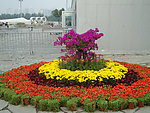 花坛