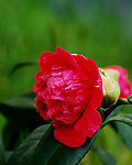 茶花