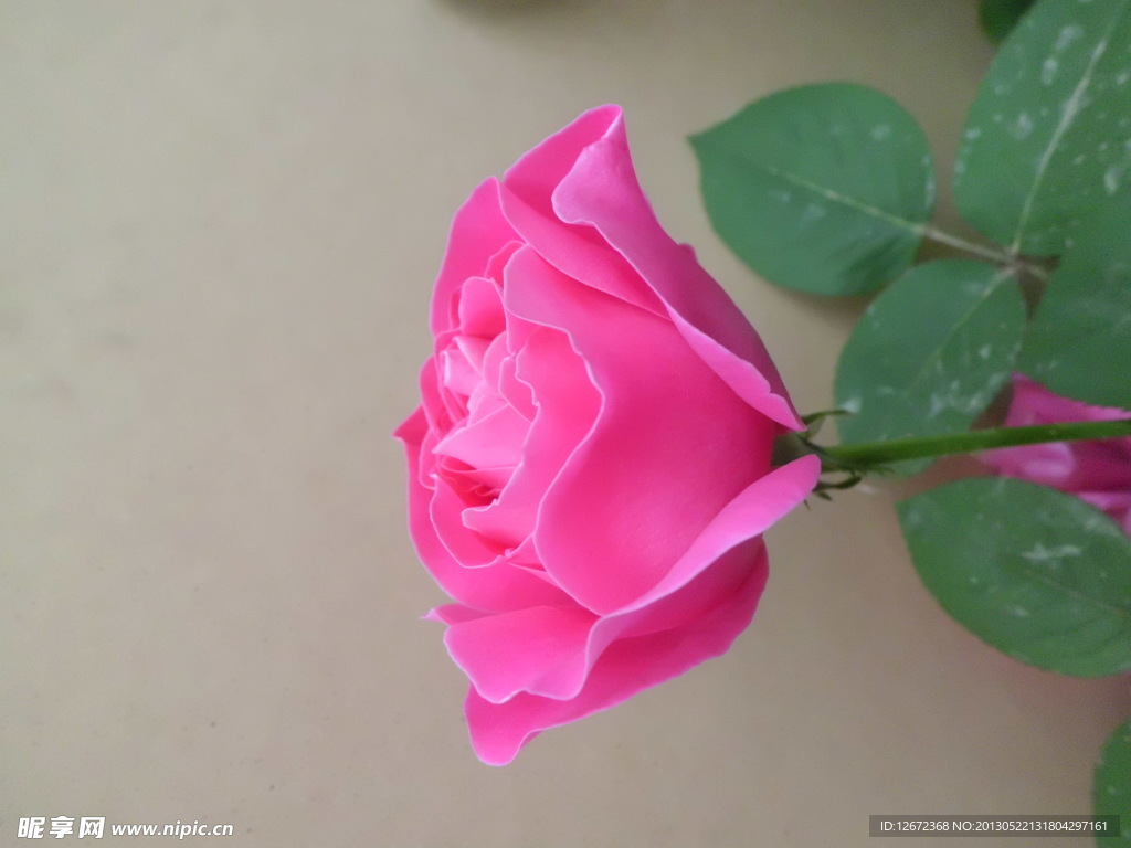 月季花