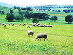 草原上的羊