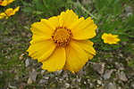 金鸡菊