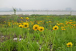 金鸡菊