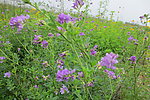 金鸡菊