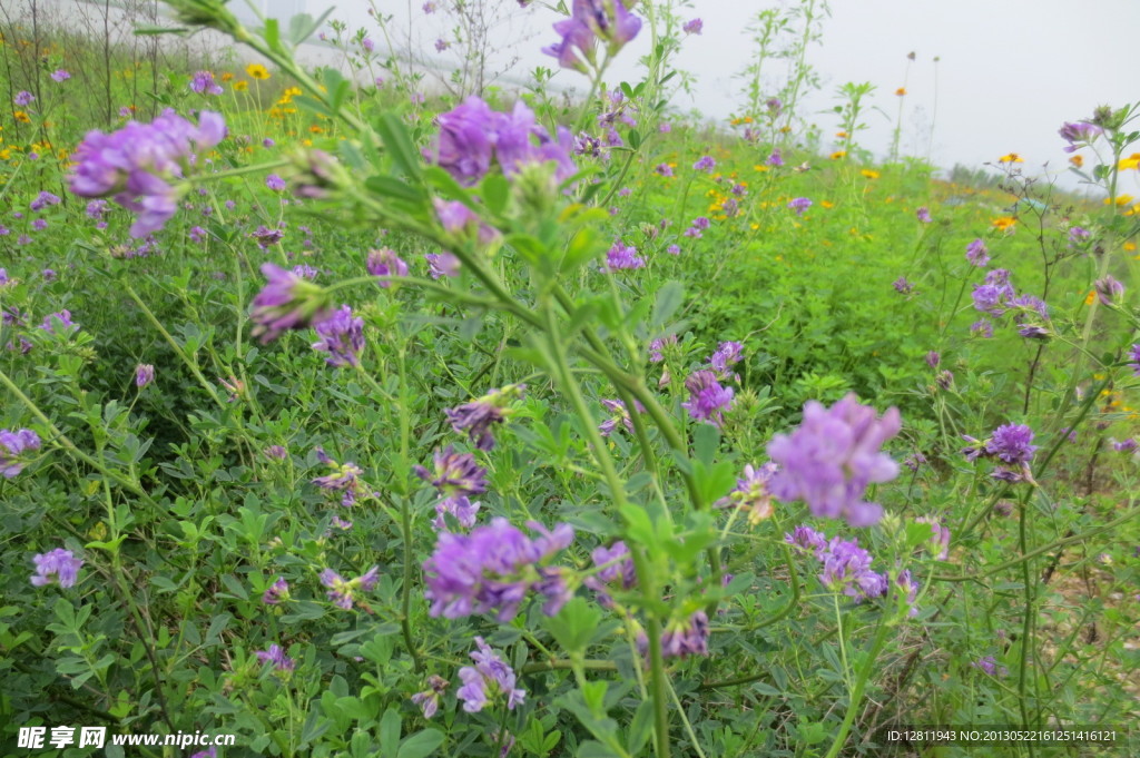 金鸡菊