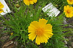 金鸡菊