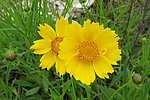 金鸡菊