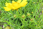 金鸡菊