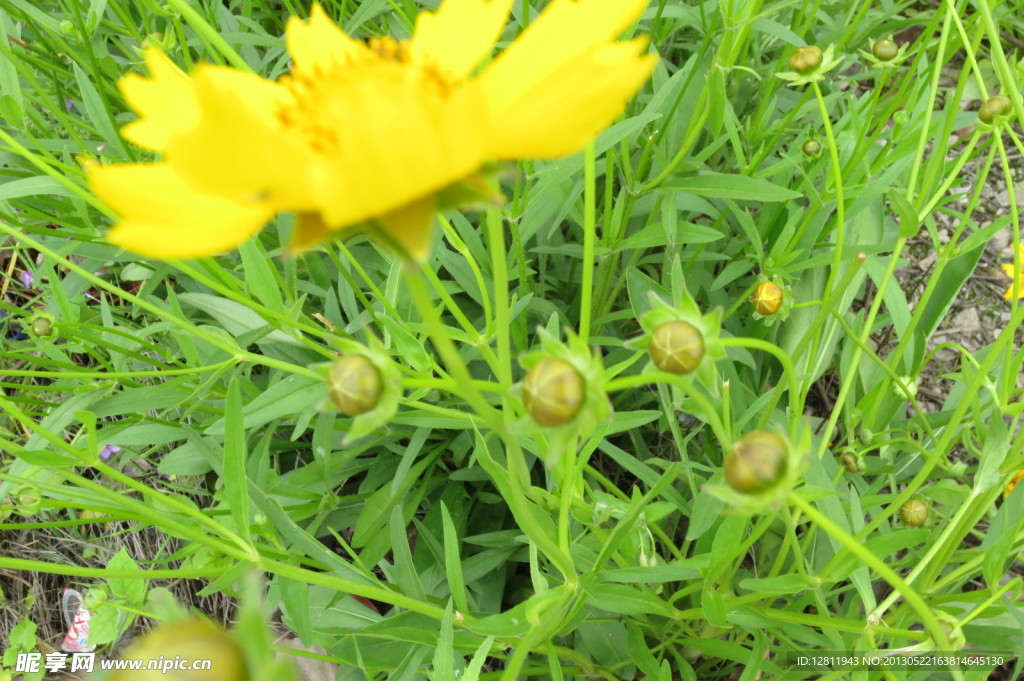 金鸡菊