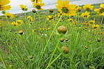 金鸡菊