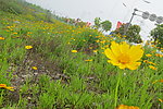 金鸡菊