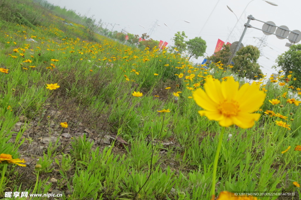 金鸡菊