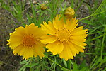 金鸡菊