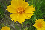 金鸡菊