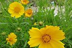 金鸡菊
