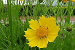 金鸡菊
