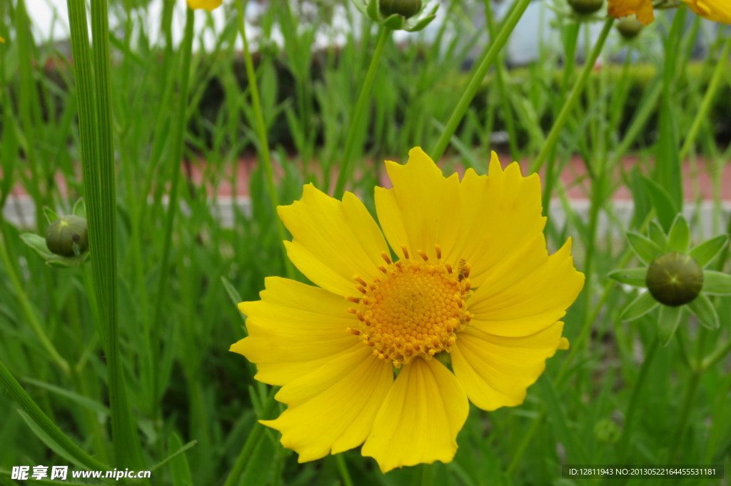 金鸡菊