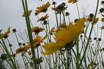 金鸡菊