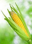 玉米 玉米棒