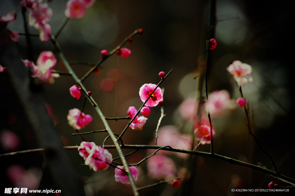 梅花