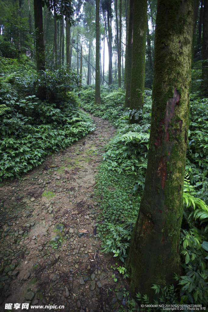 林间小路