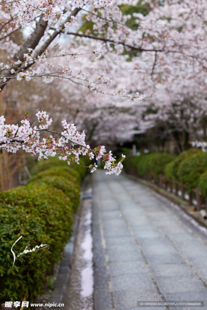 桃花